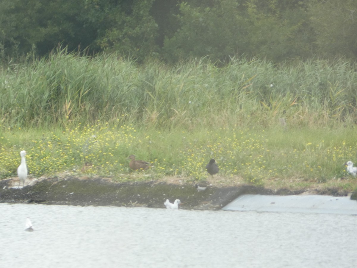 Northern Lapwing - ML625390372