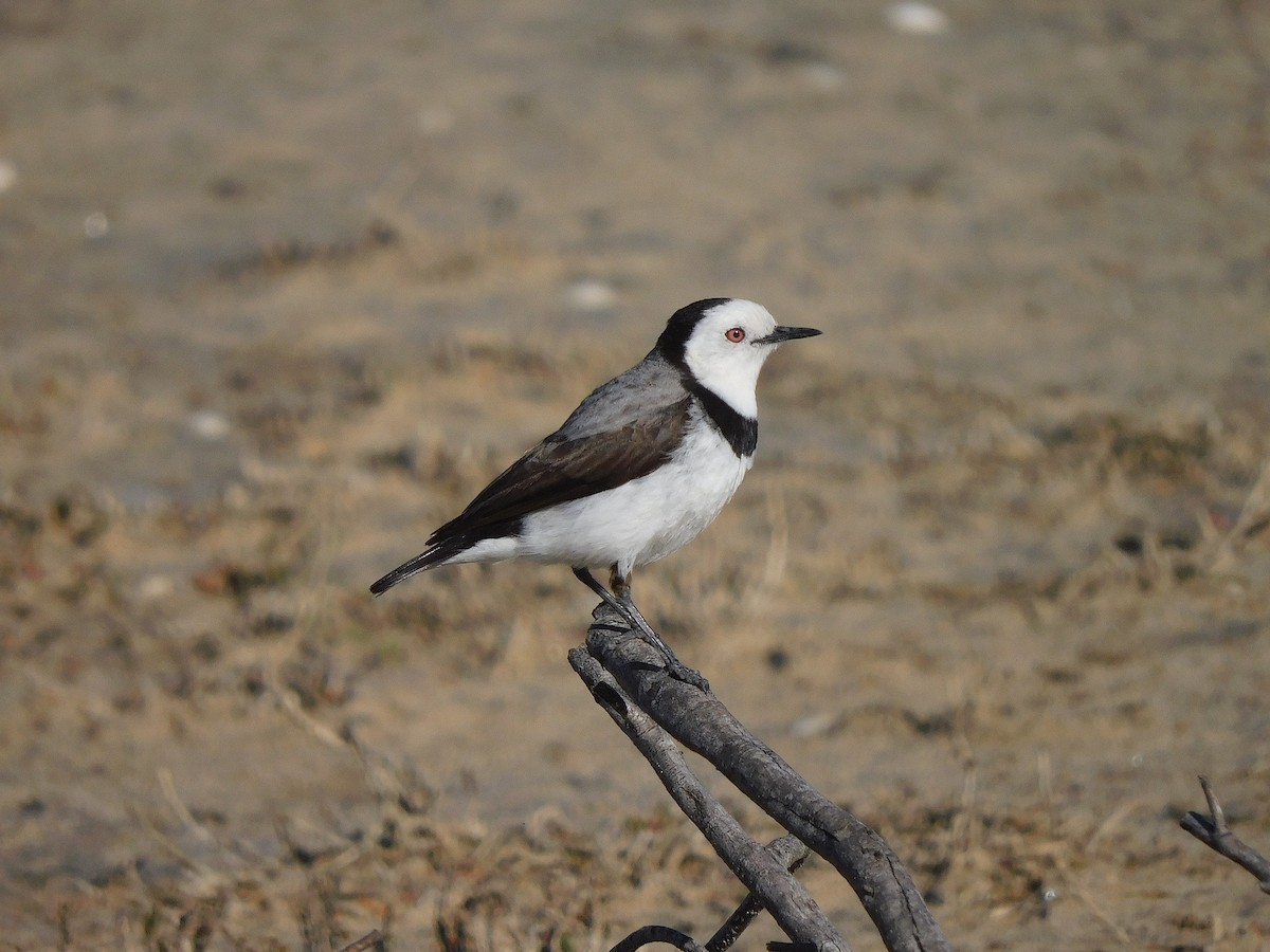 White-fronted Chat - ML625390376