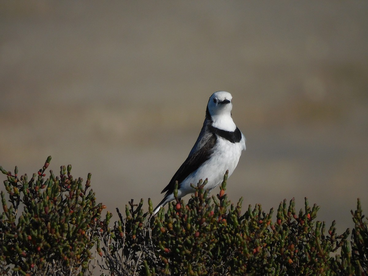 White-fronted Chat - ML625390377