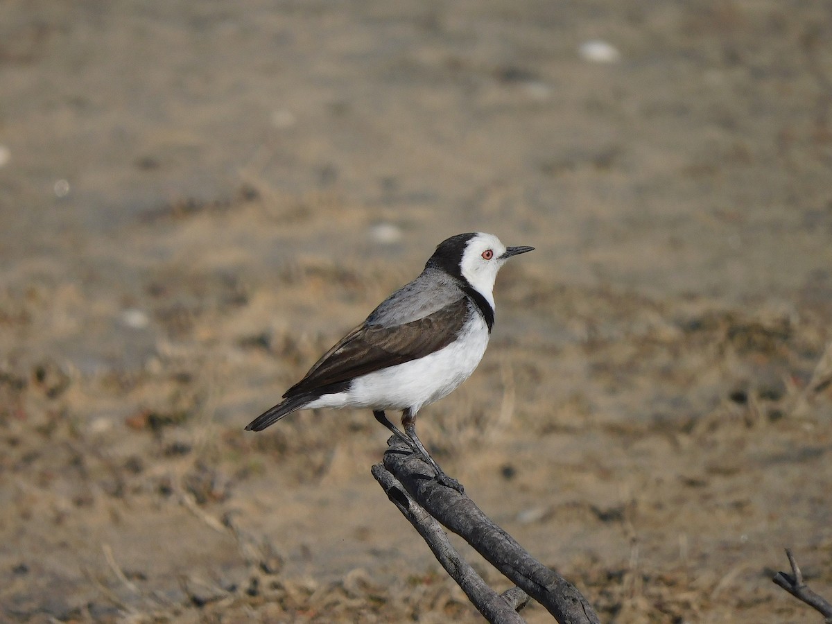 White-fronted Chat - ML625390378