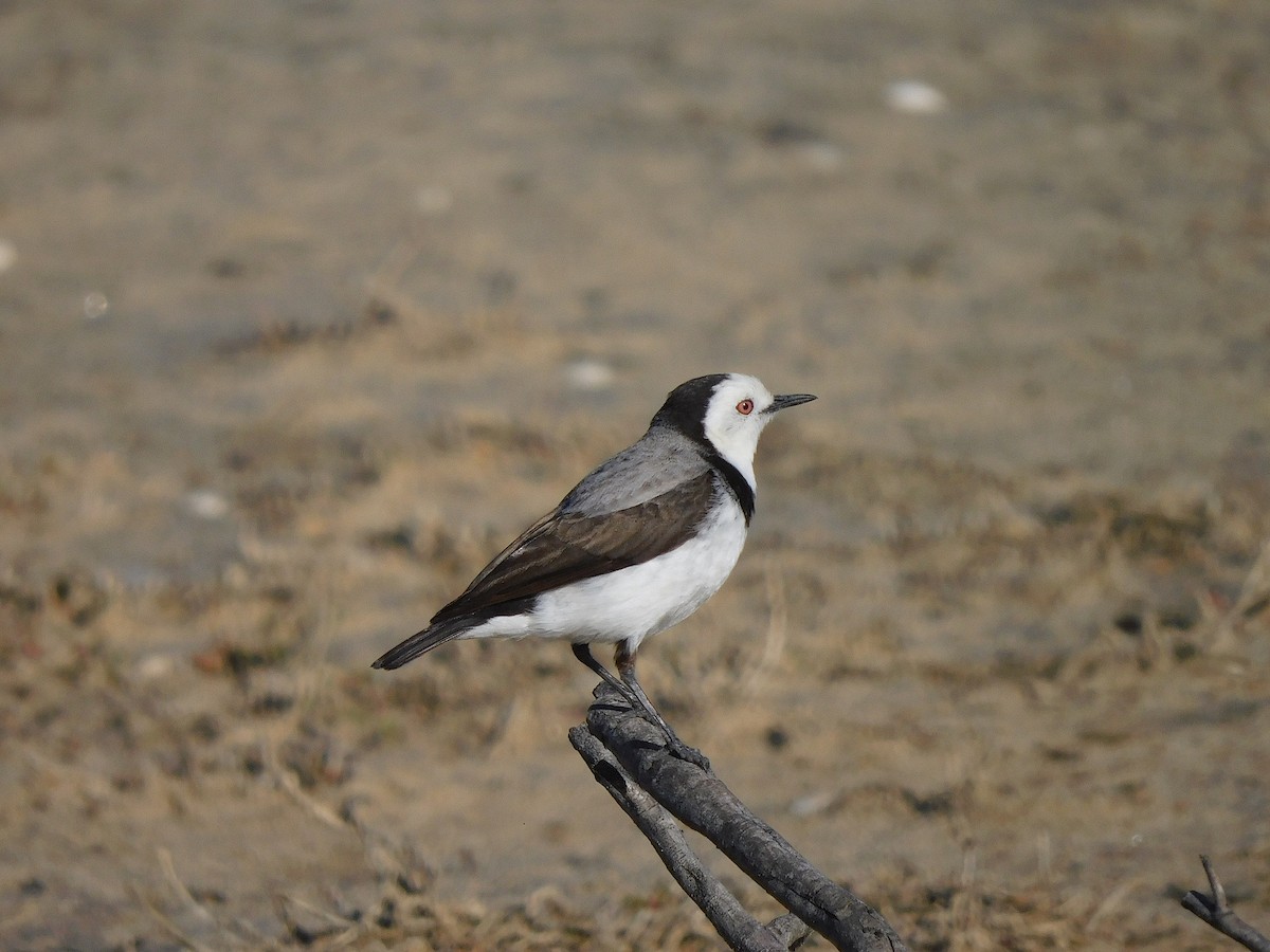 White-fronted Chat - ML625390379