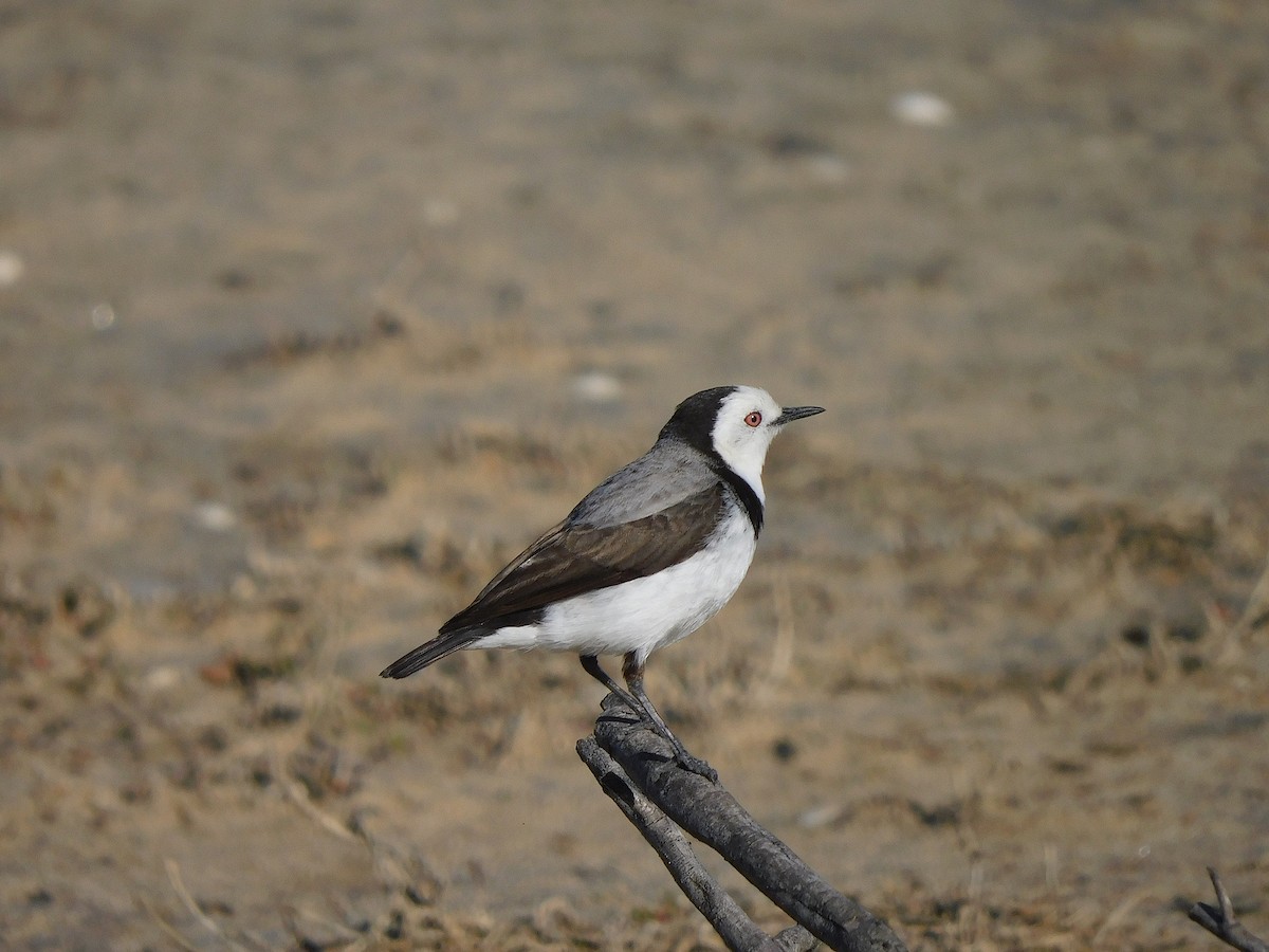 White-fronted Chat - George Vaughan