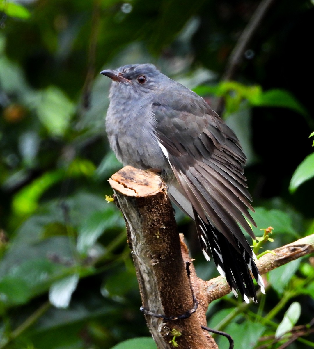 Gray-bellied Cuckoo - ML625390383