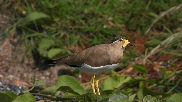 キトサカゲリ - ML625390395