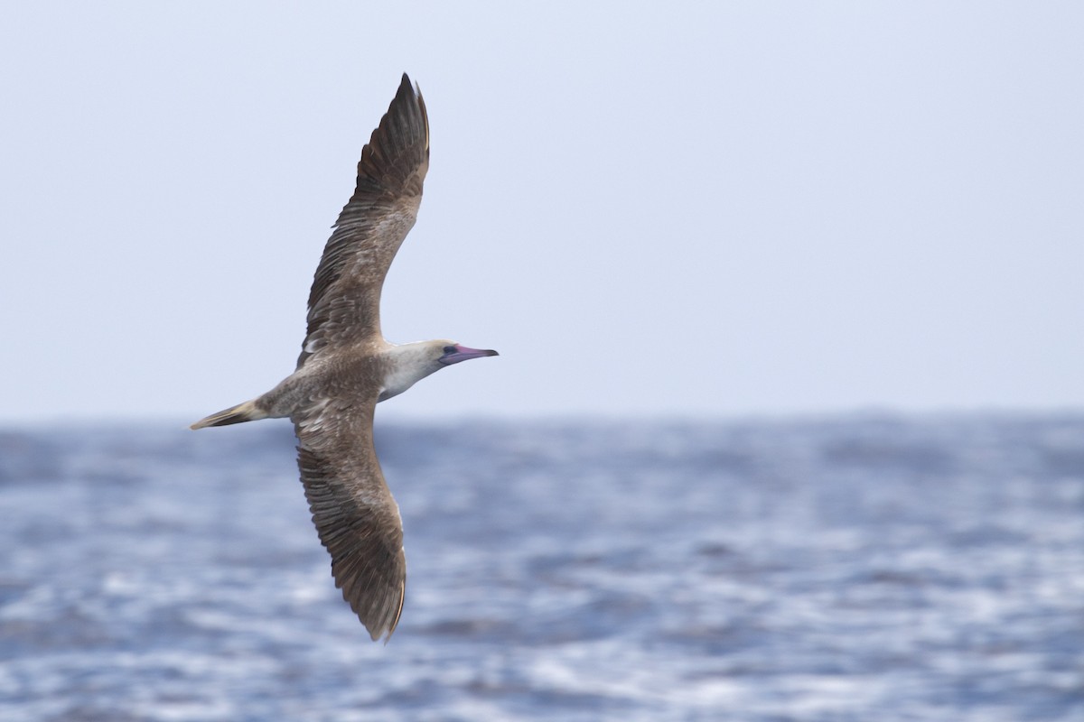 Red-footed Booby - ML625390399