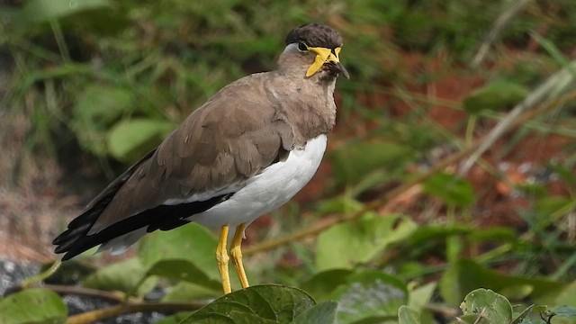 キトサカゲリ - ML625390413