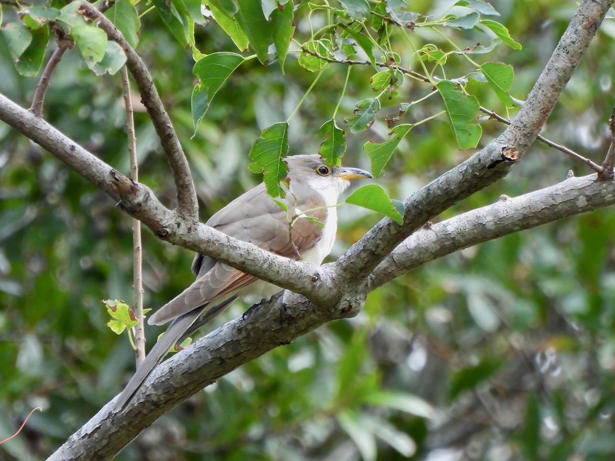 Yellow-billed Cuckoo - Shelley Rutkin