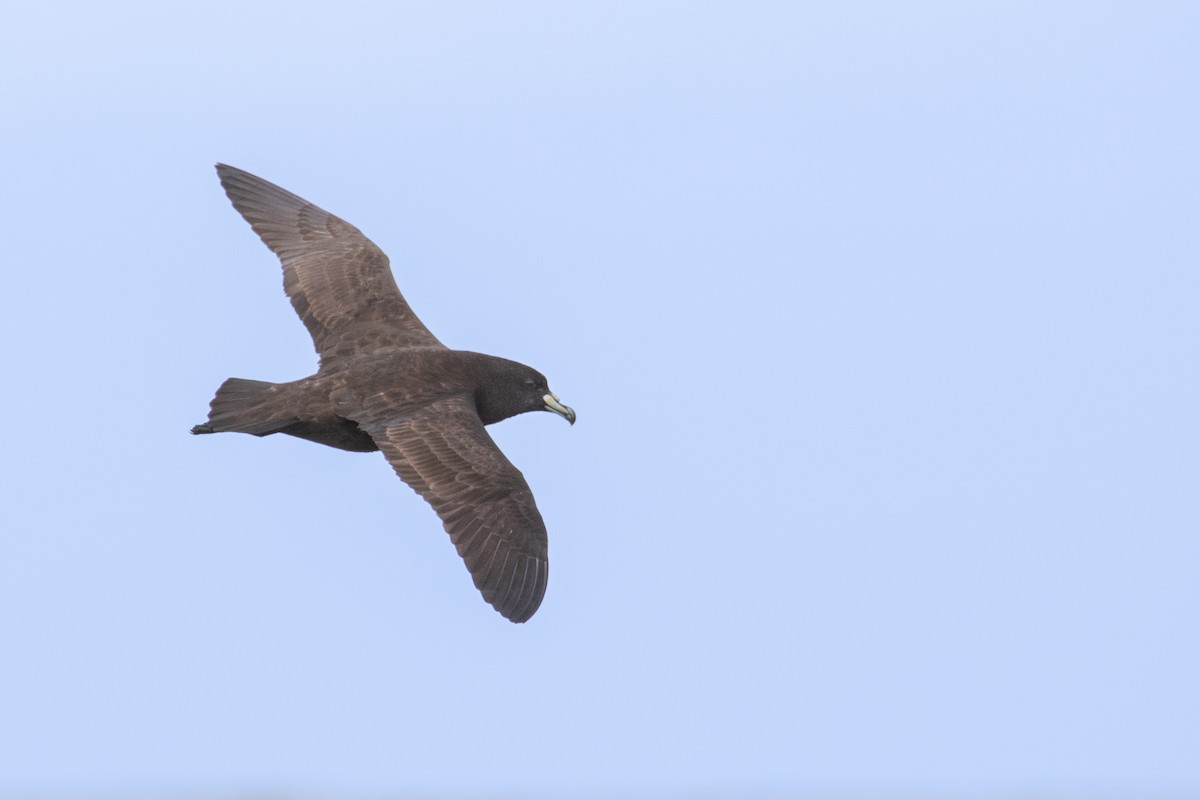 Parkinson's Petrel - Kye Turnbull