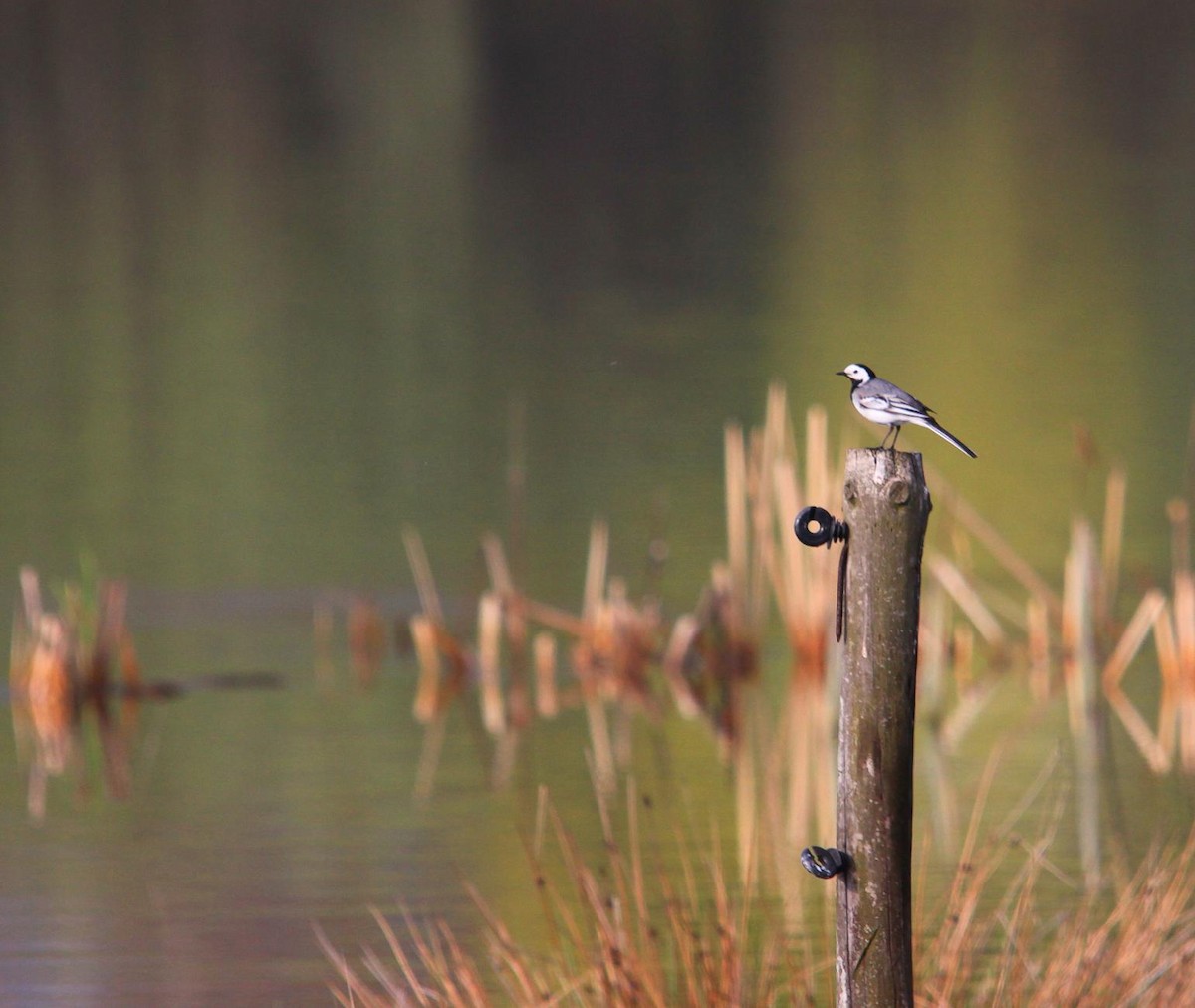 White Wagtail - ML625390450