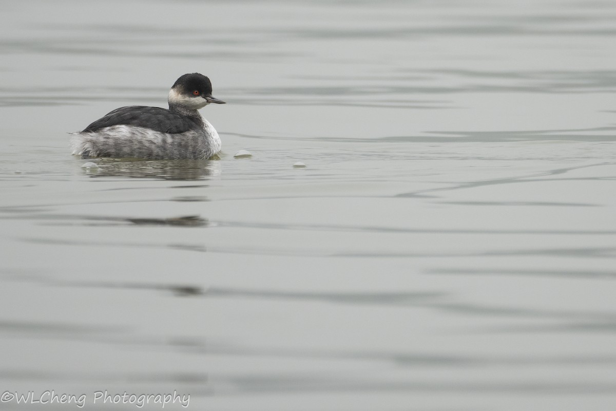 Eared Grebe - ML625390488