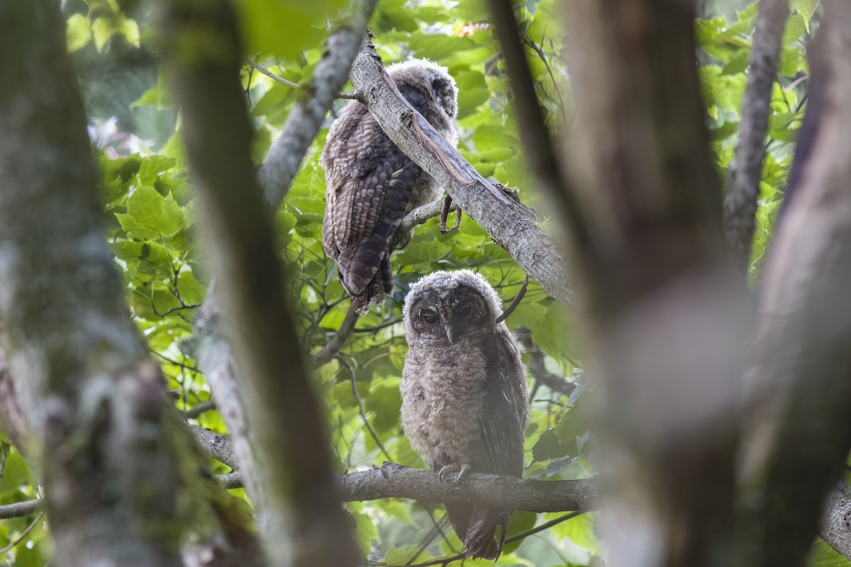 Himalayan Owl - ML625390524