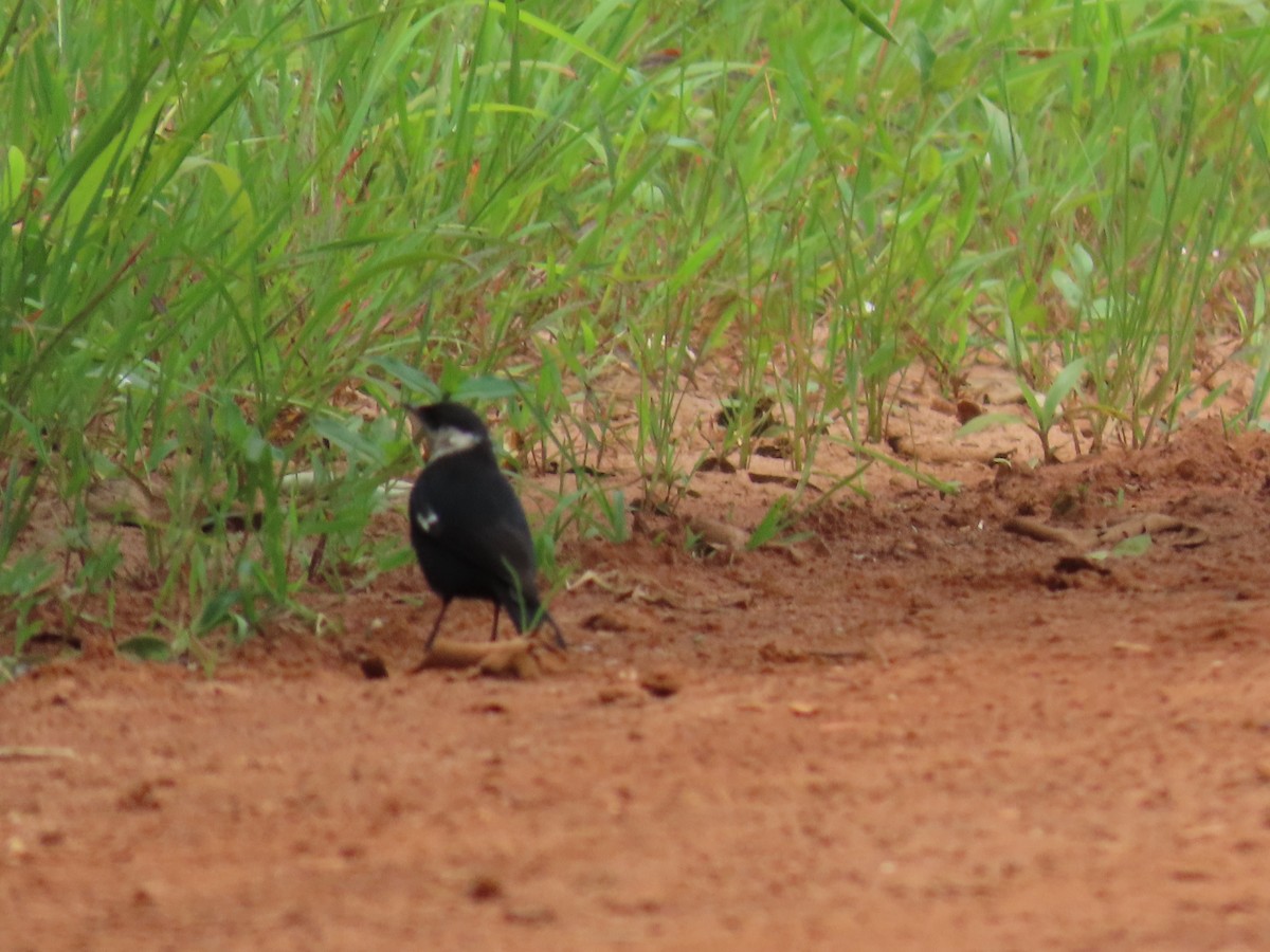 Arnot's Chat (Ruaha) - ML625390609