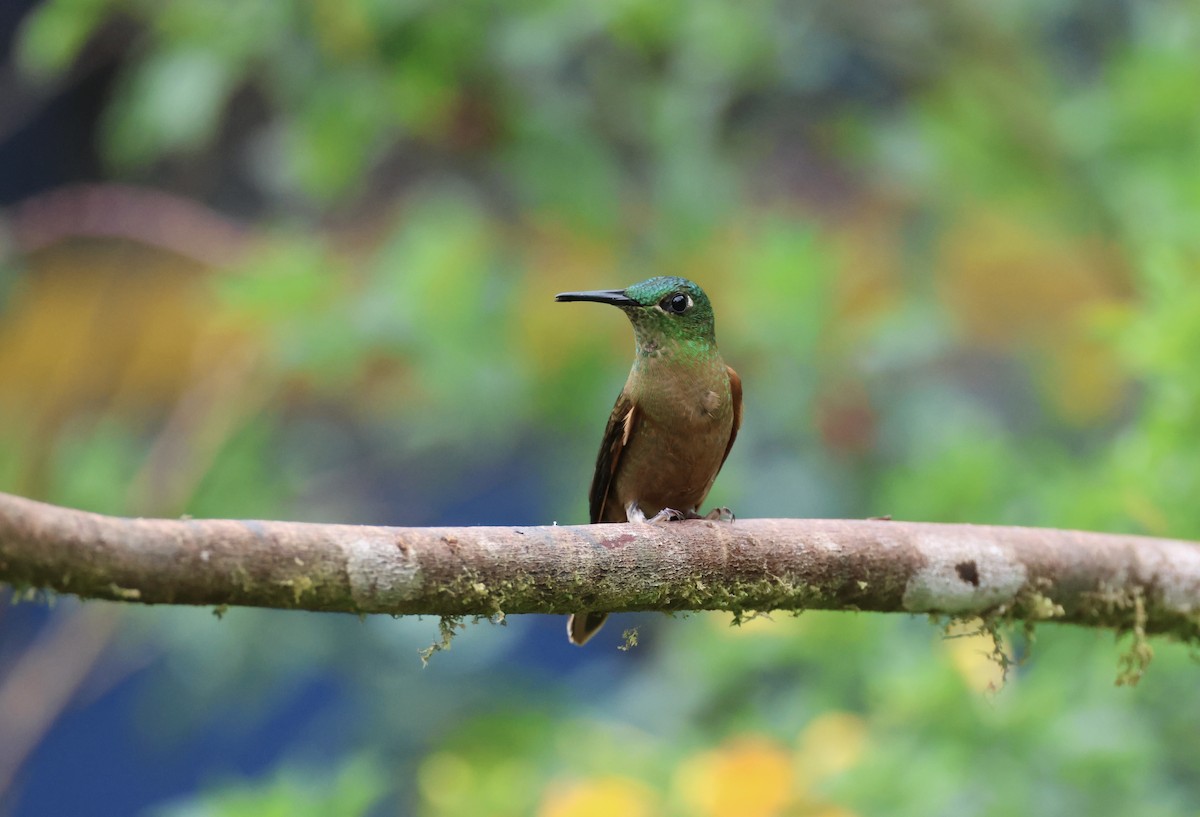 Fawn-breasted Brilliant - ML625390652