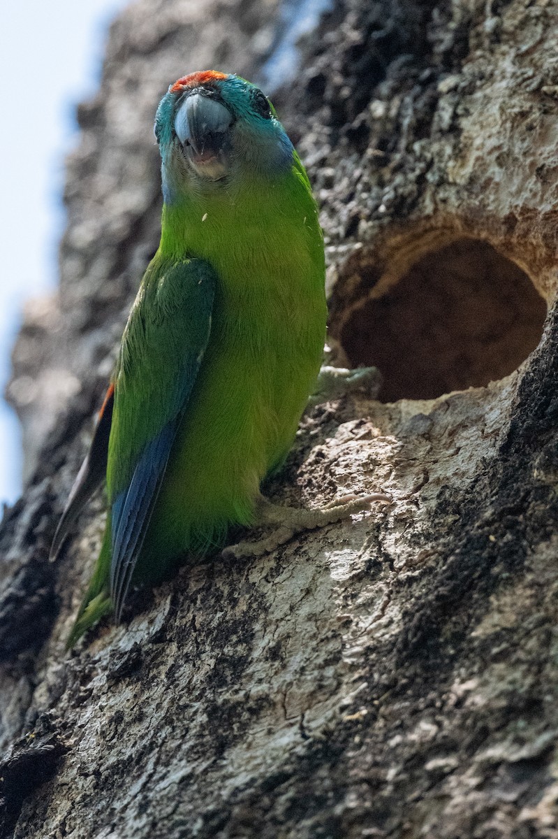 Double-eyed Fig-Parrot - ML625390663