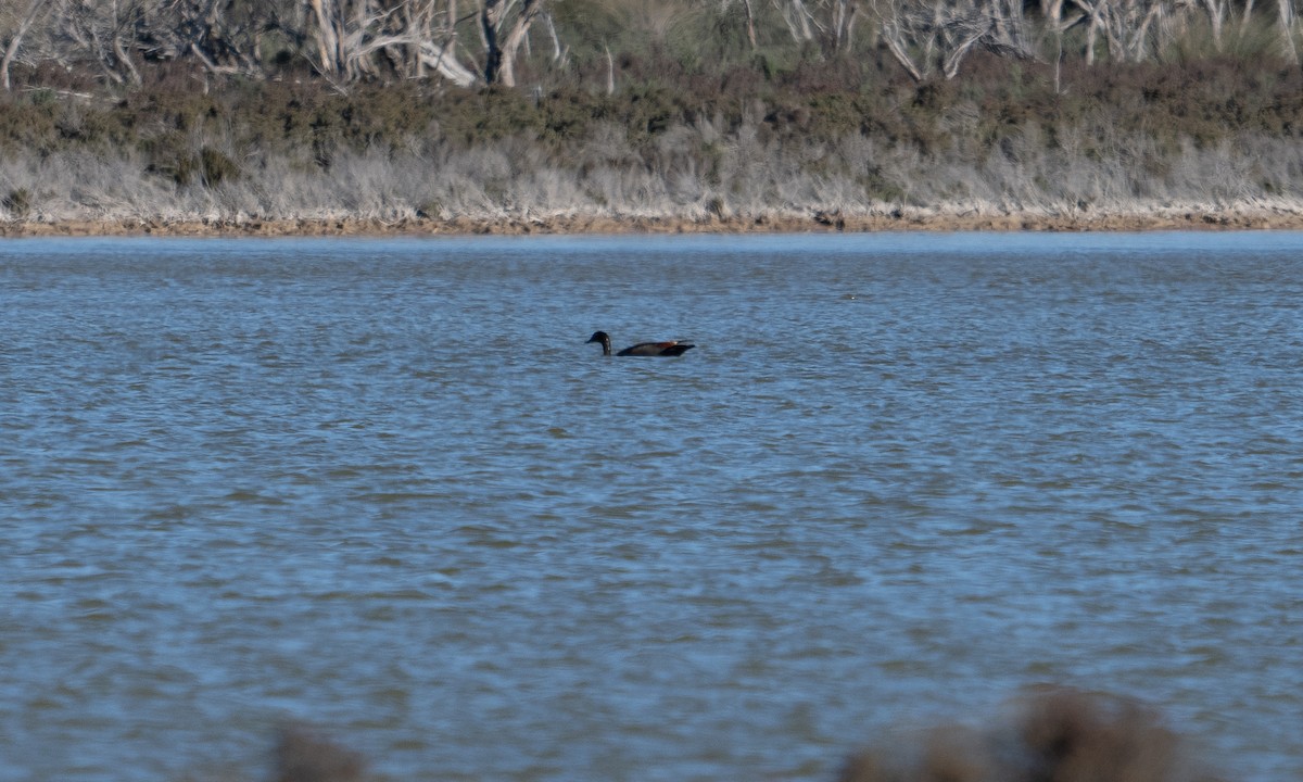 Tadorne d'Australie - ML625390666