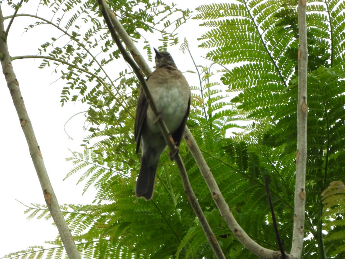 Black-billed Thrush - ML625390683