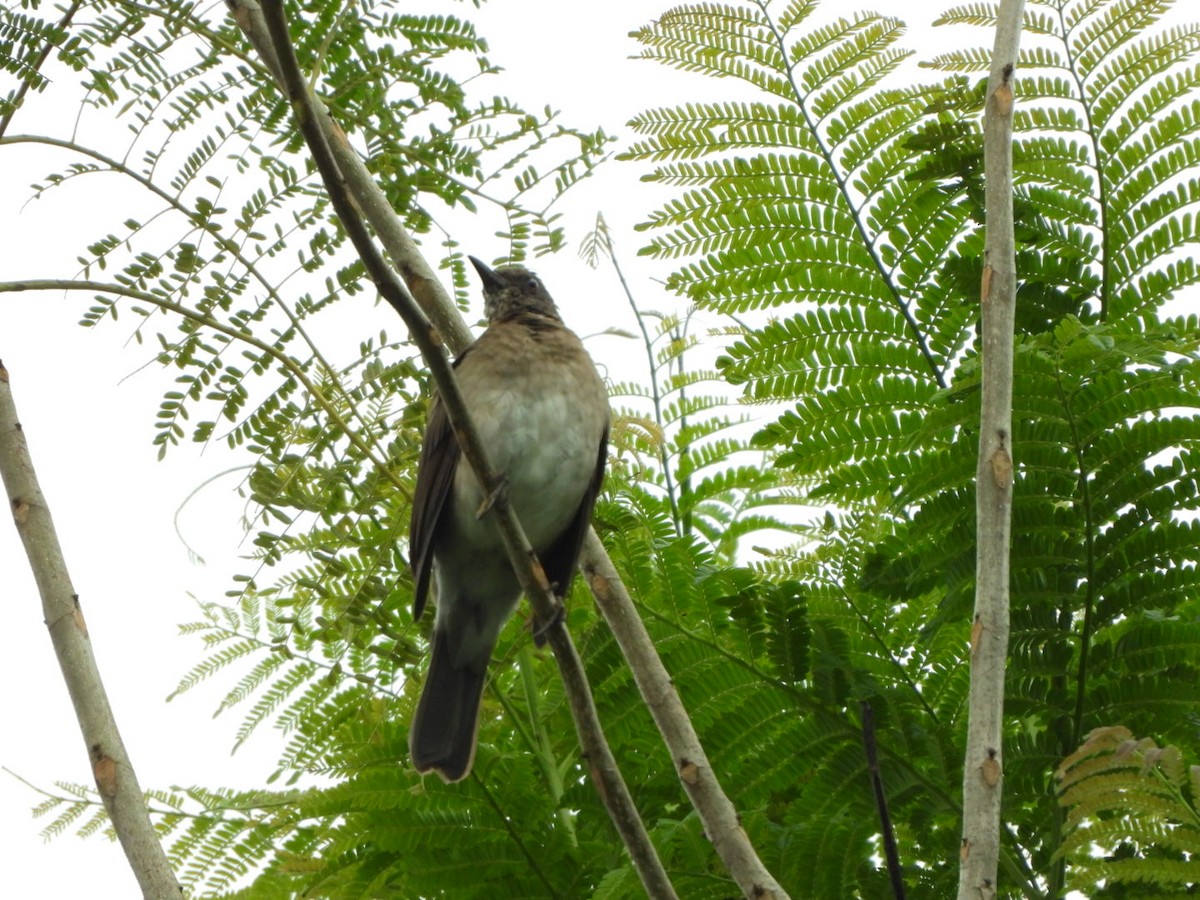 Black-billed Thrush - ML625390684