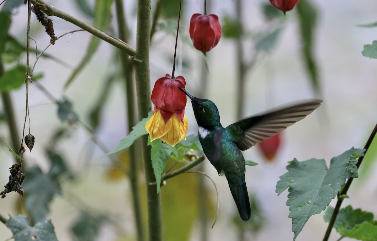 White-throated Daggerbill - ML625390703