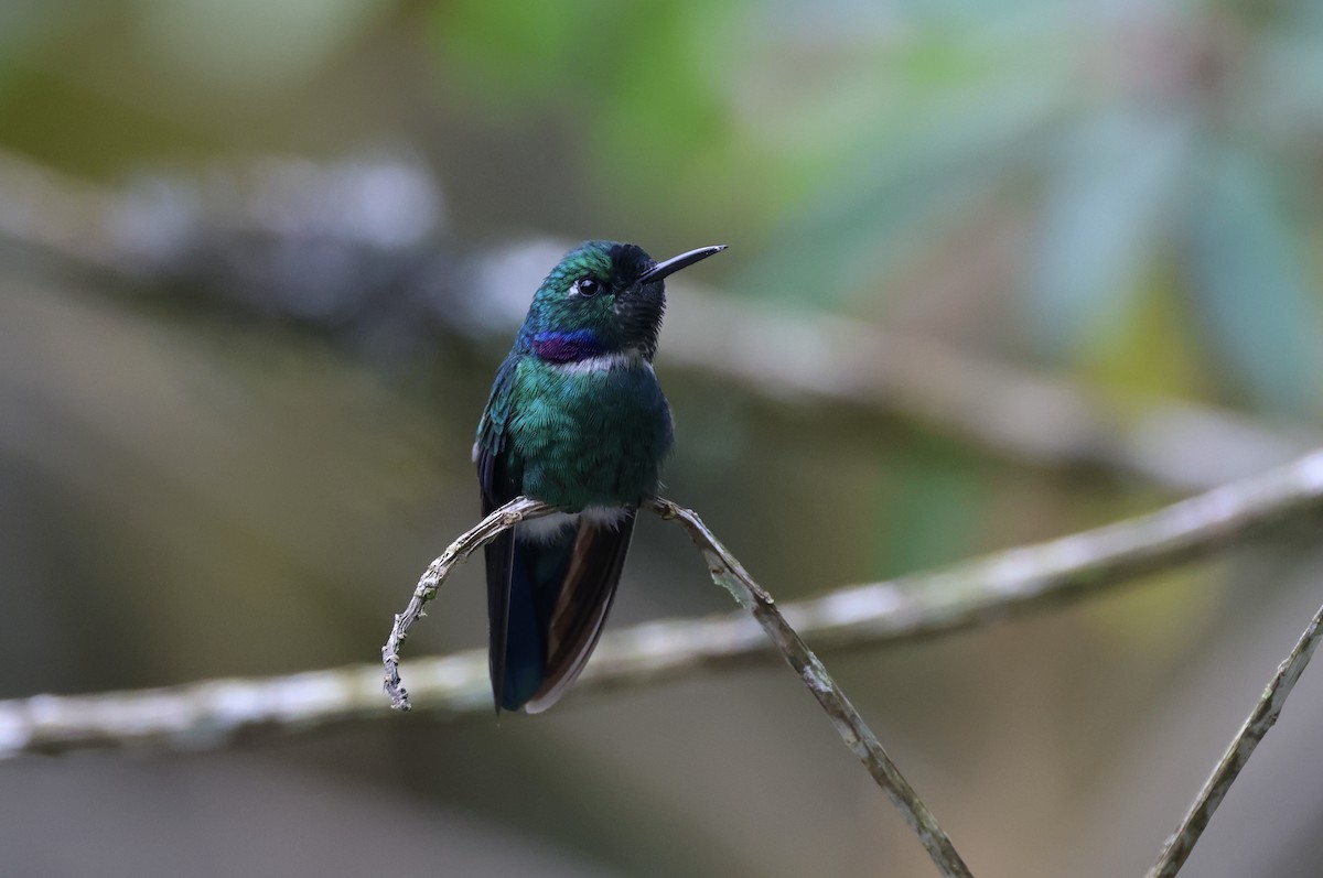 White-throated Daggerbill - ML625390708