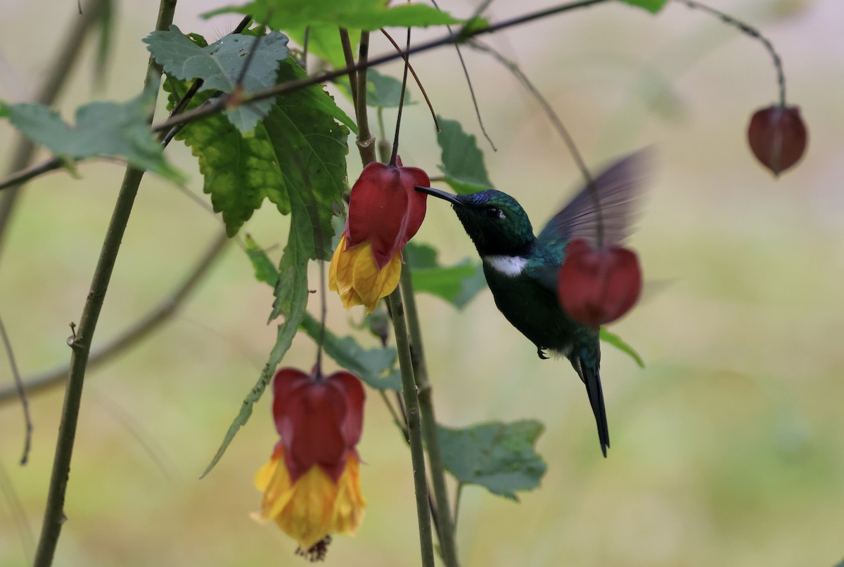 White-throated Daggerbill - ML625390718