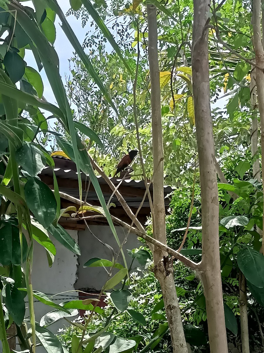 Chestnut Munia - Ivy Manlunas