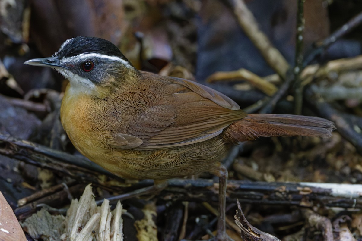 Bornean Black-capped Babbler - ML625391041