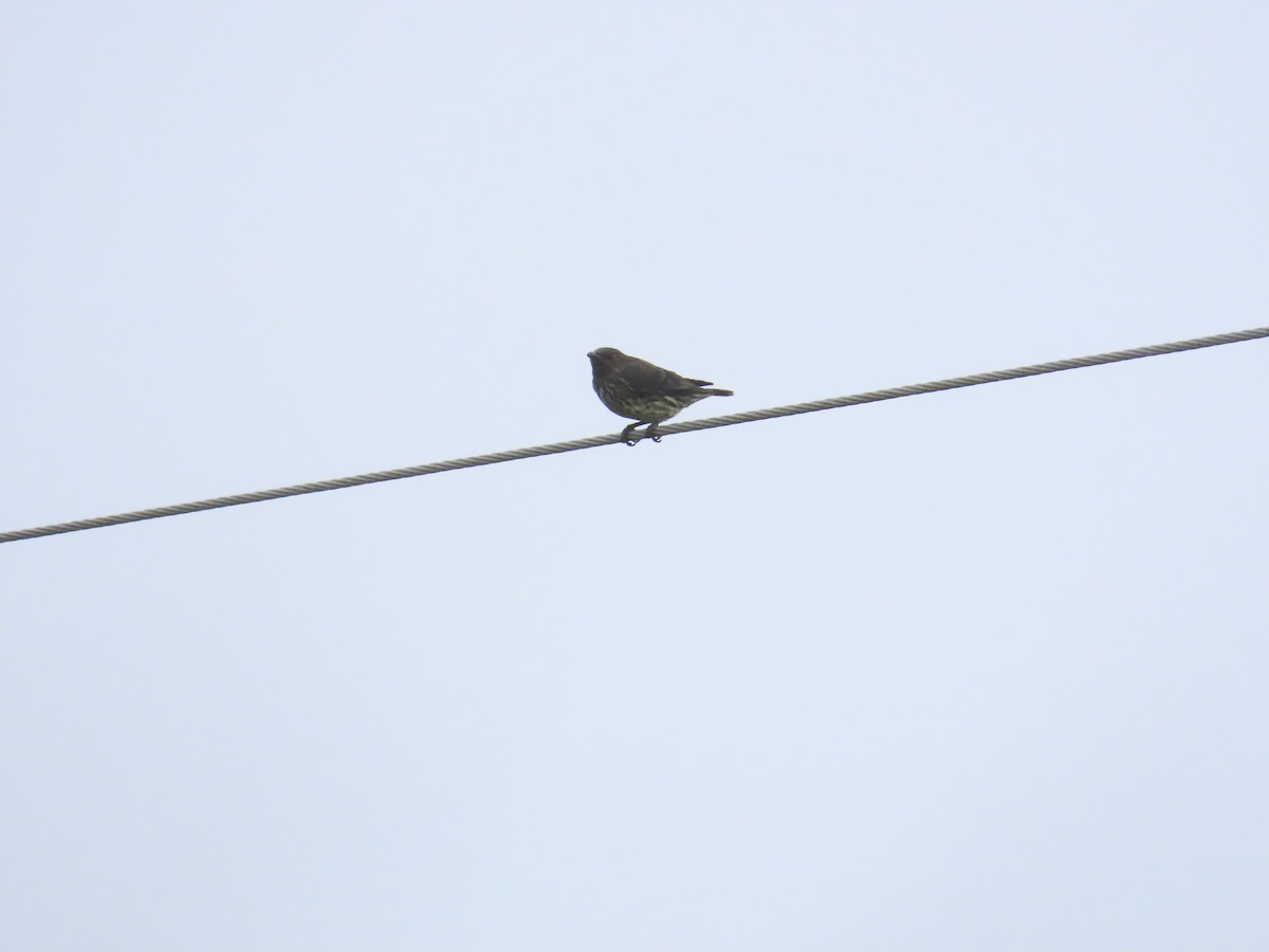 Asian Glossy Starling - ML625391048