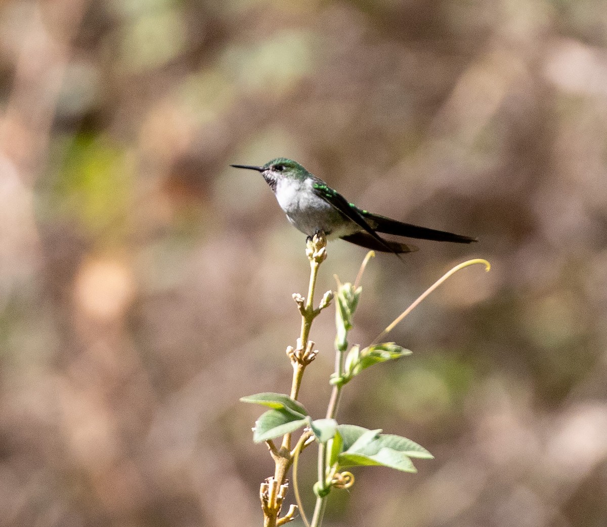 Gray-bellied Comet - ML625391052