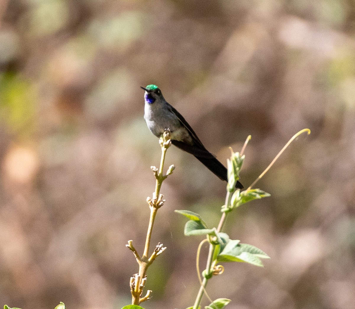 Gray-bellied Comet - ML625391060