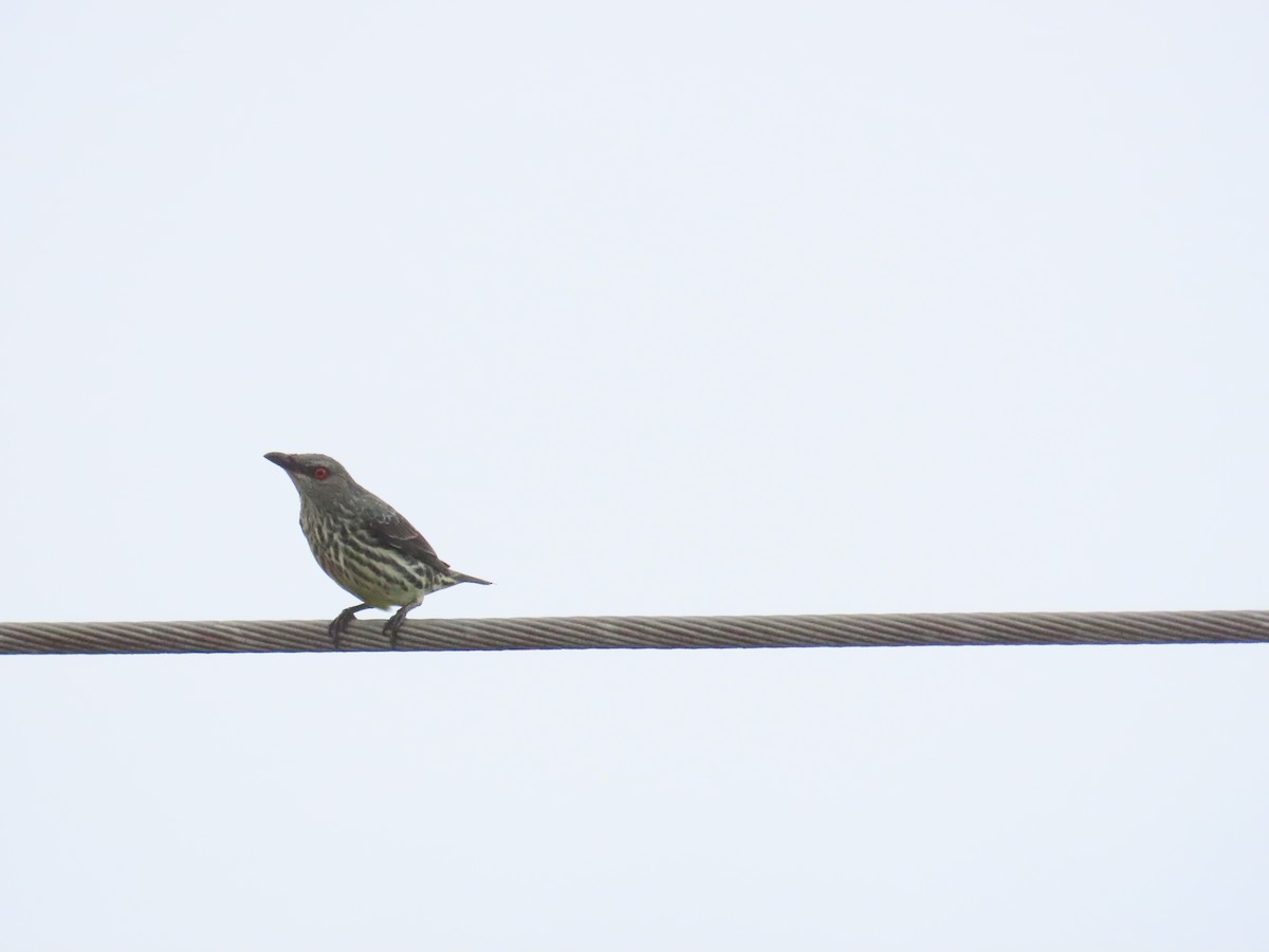 Asian Glossy Starling - 韋勳 陳