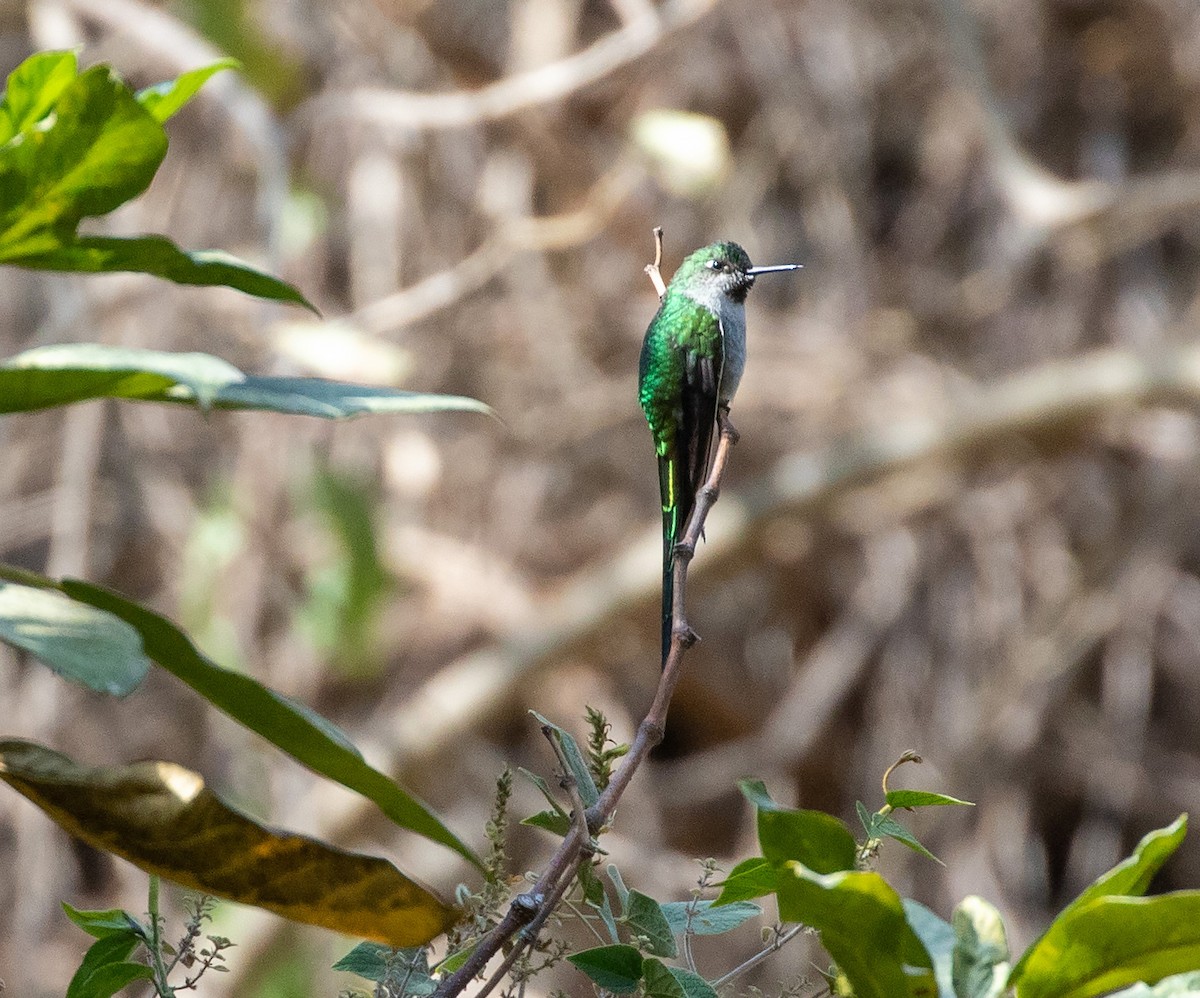 Gray-bellied Comet - ML625391067