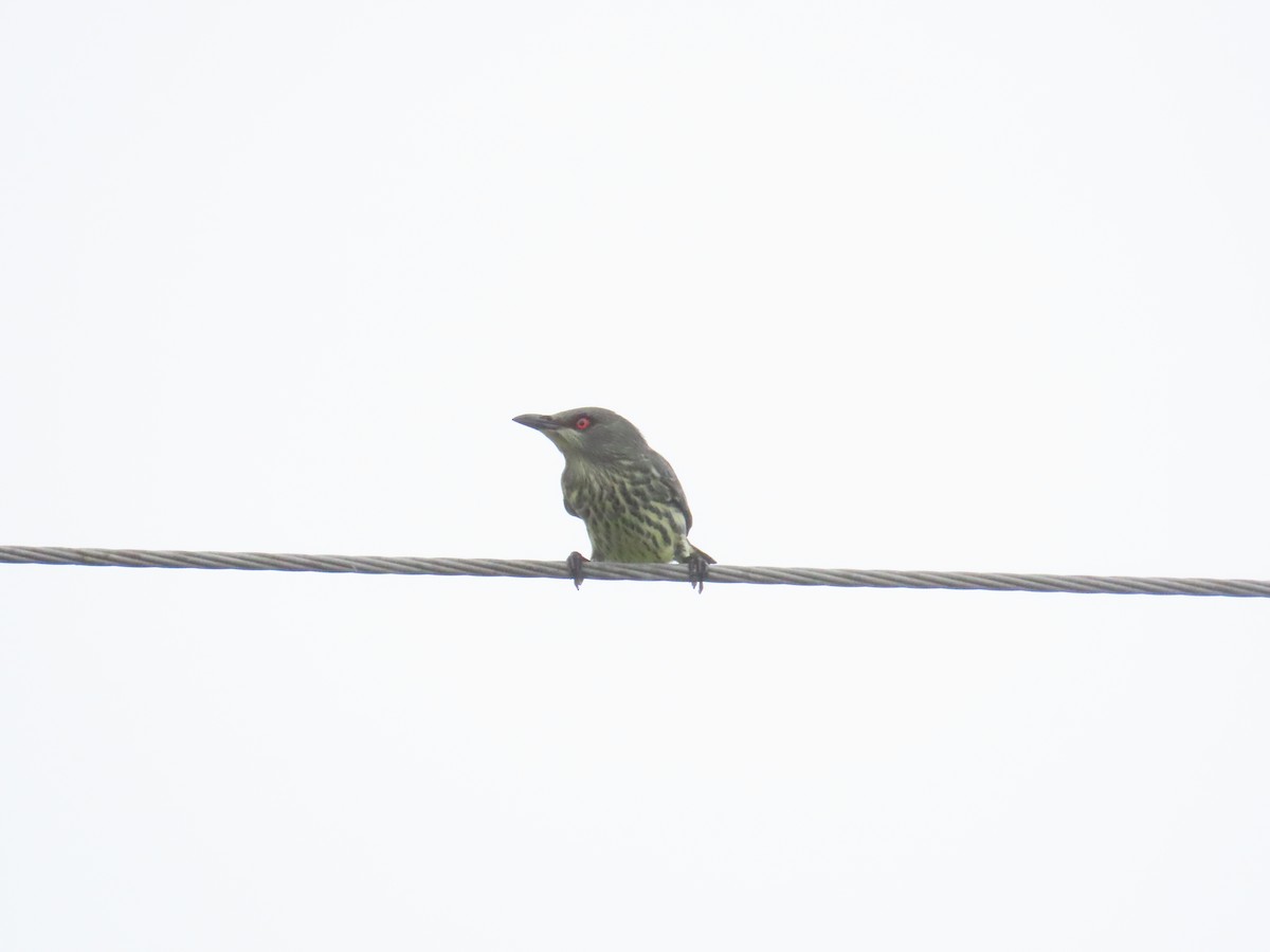 Asian Glossy Starling - ML625391086