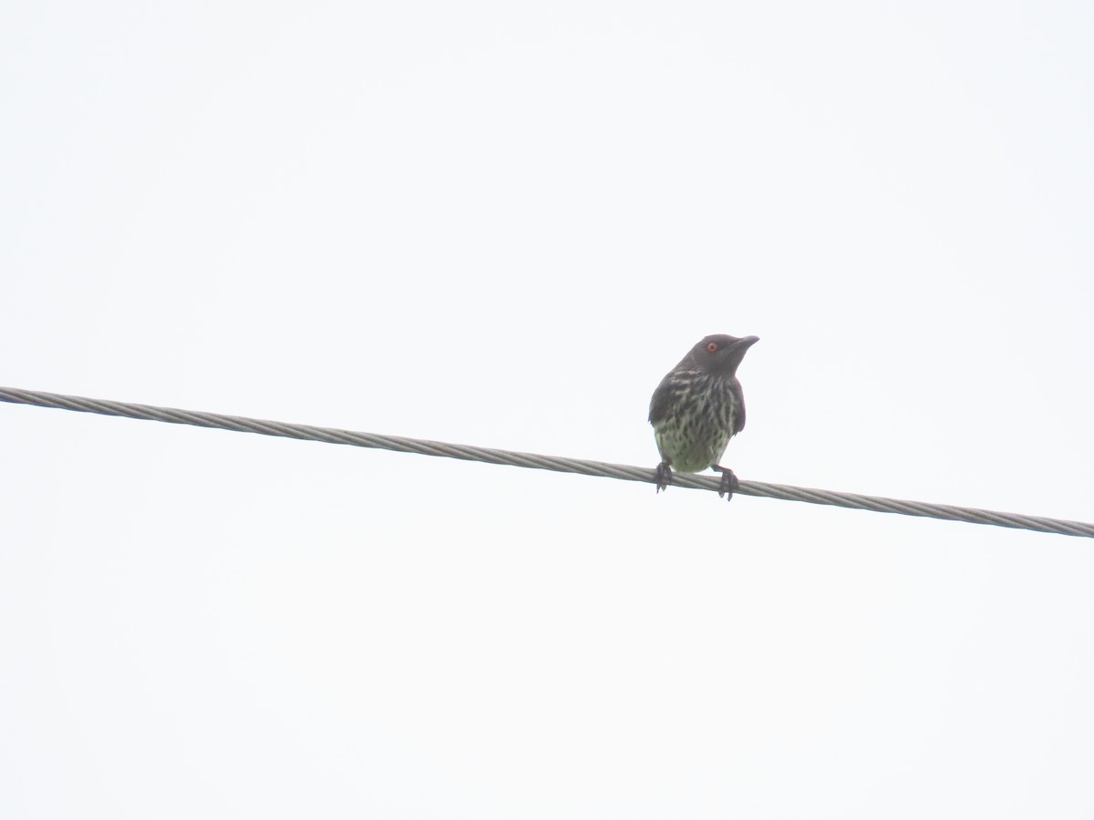 Asian Glossy Starling - ML625391087