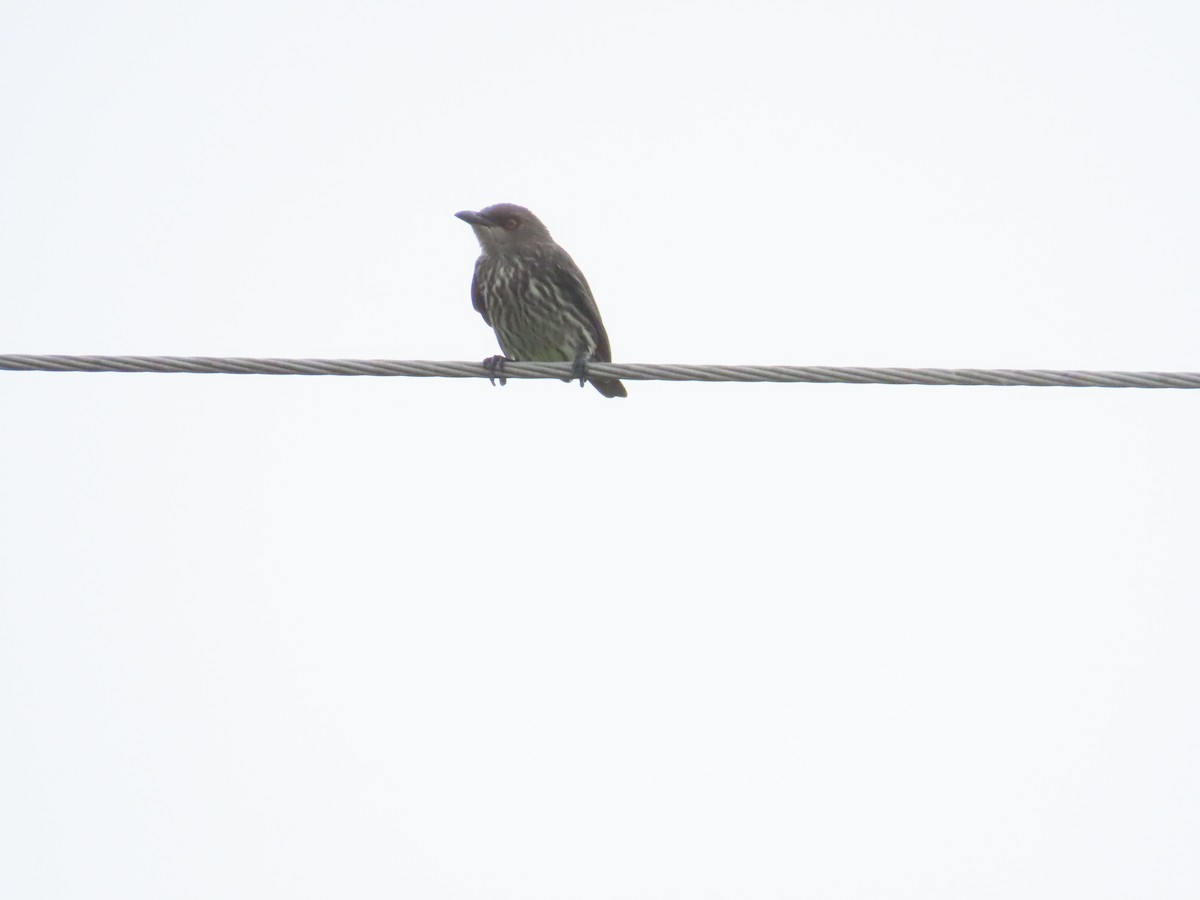 Asian Glossy Starling - ML625391088