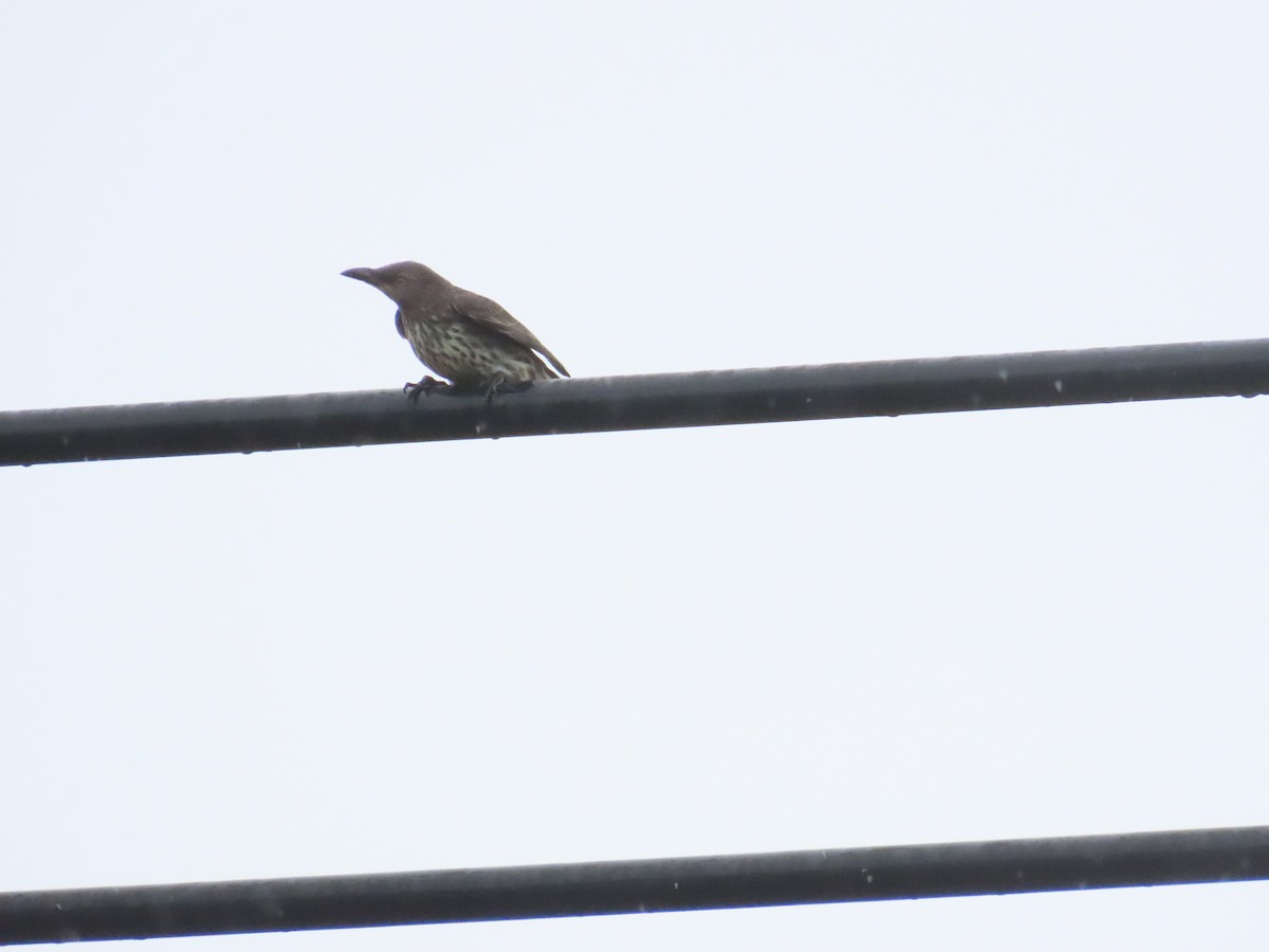 Asian Glossy Starling - ML625391089