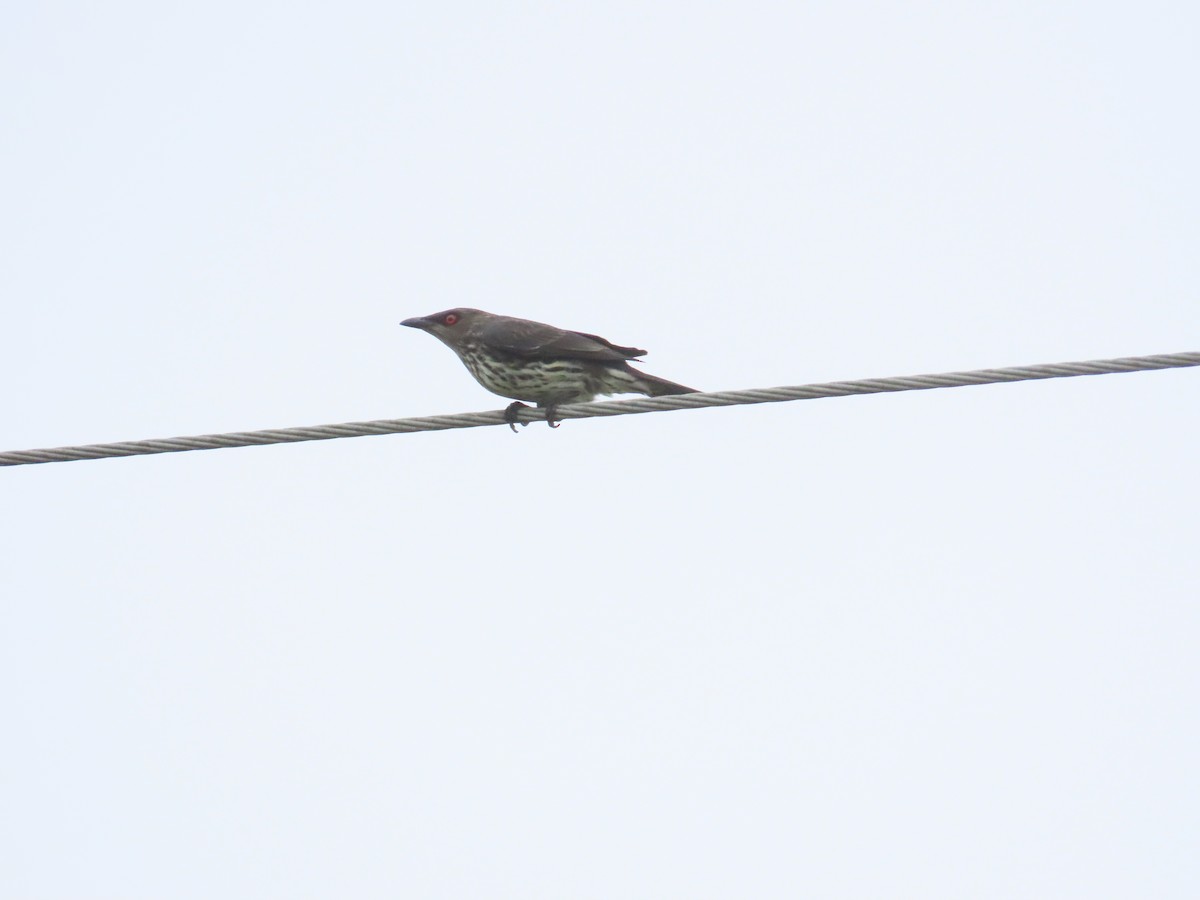 Asian Glossy Starling - ML625391090