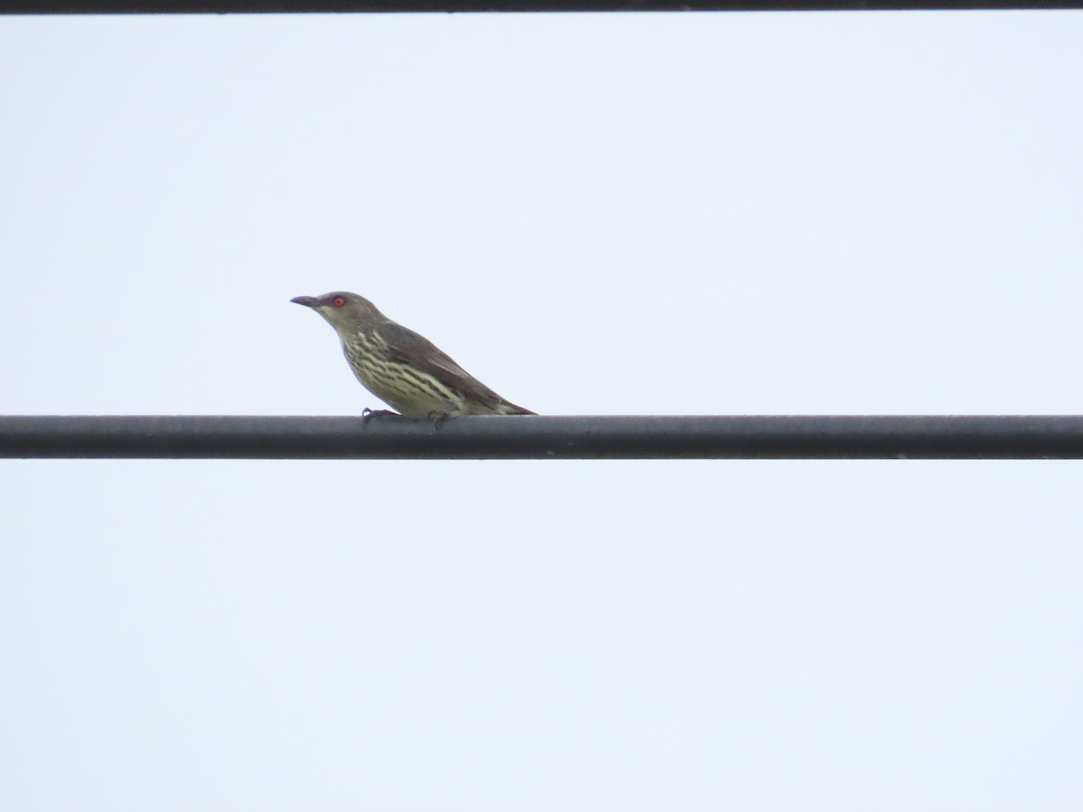 Asian Glossy Starling - ML625391109