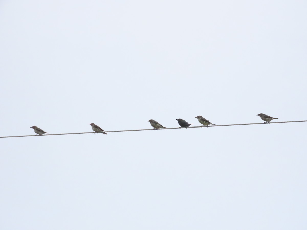 Asian Glossy Starling - ML625391110