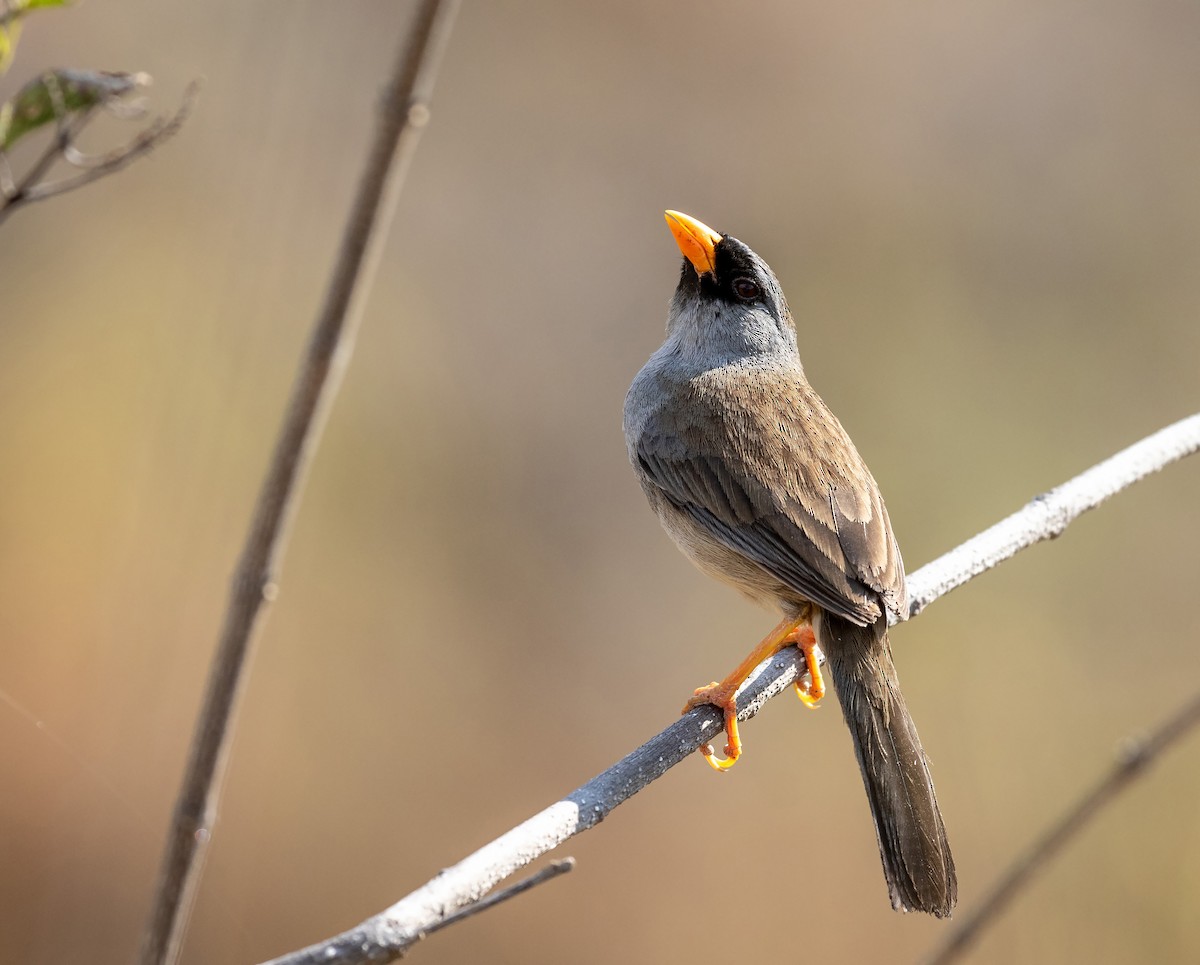 Gray-winged Inca-Finch - ML625391158