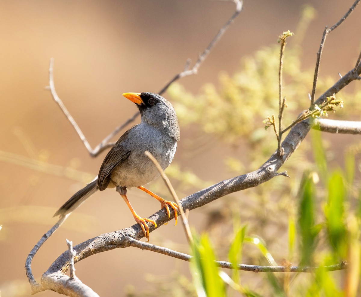 Gray-winged Inca-Finch - ML625391160