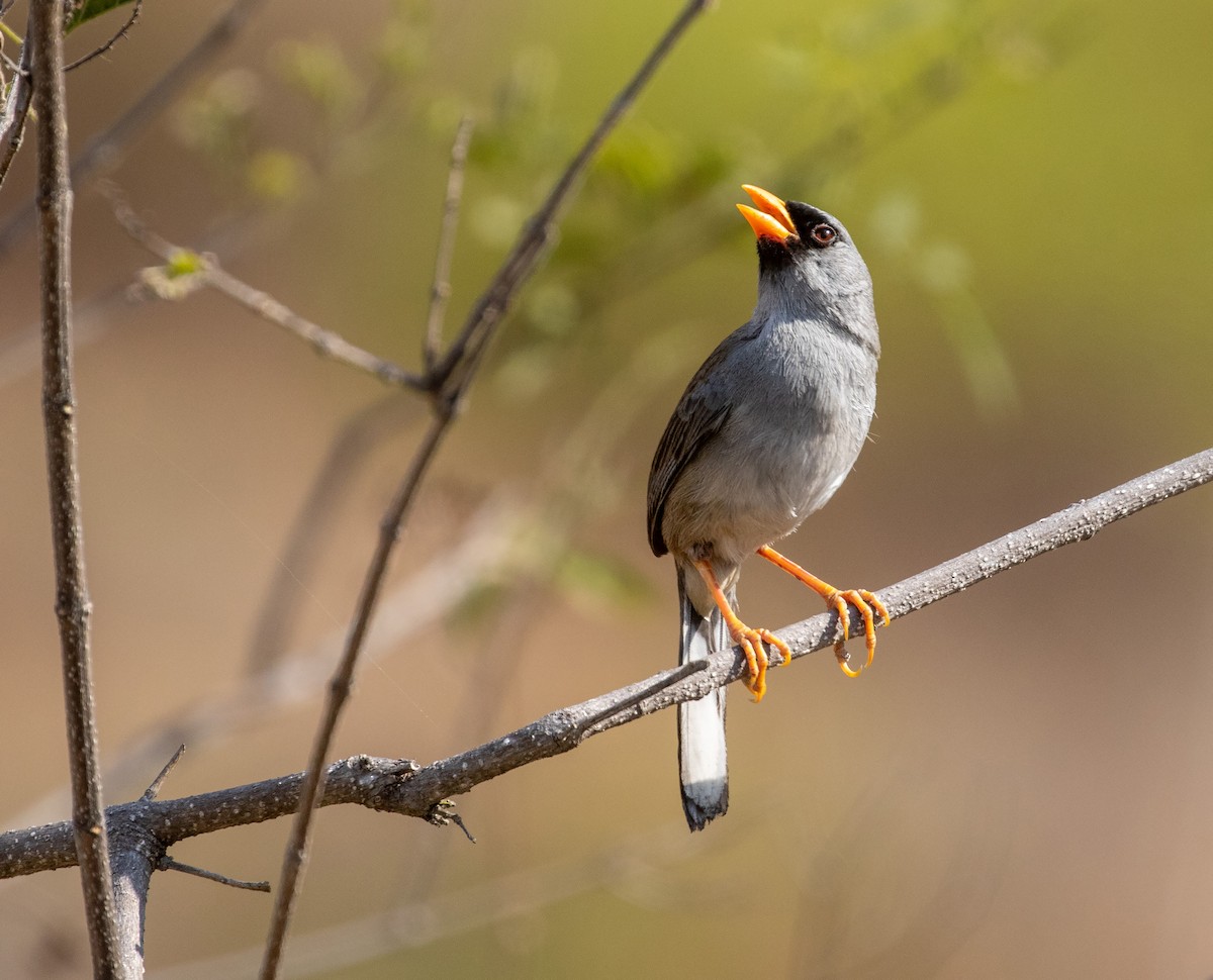 Gray-winged Inca-Finch - ML625391164