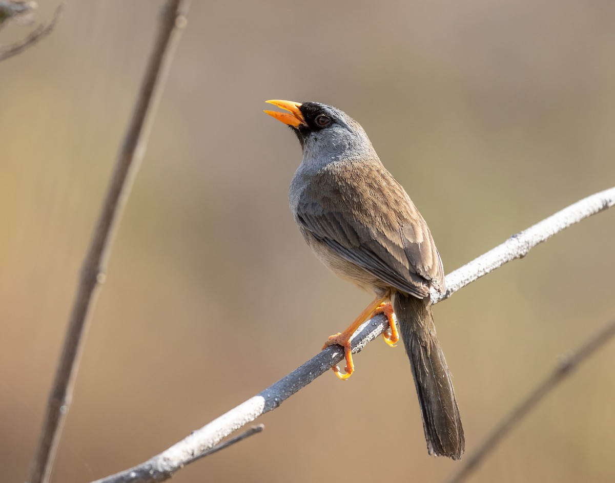 Gray-winged Inca-Finch - ML625391165