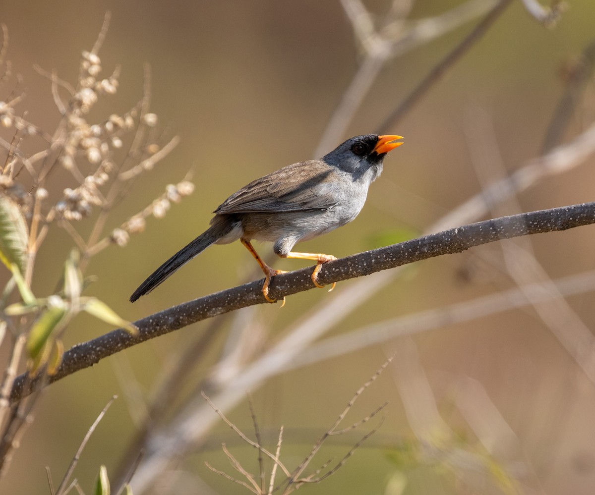 Gray-winged Inca-Finch - ML625391166