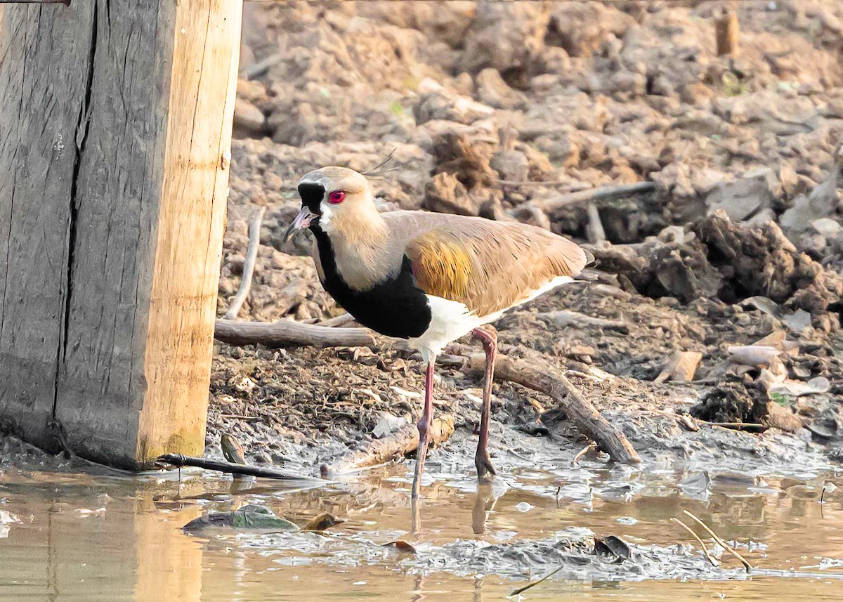 Southern Lapwing - ML625391216