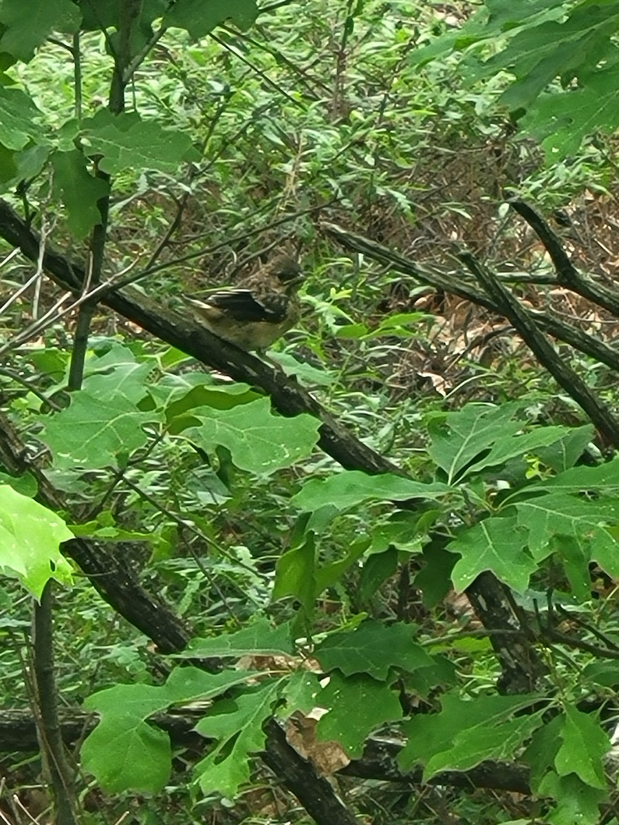 Красноглазый тохи - ML625391265