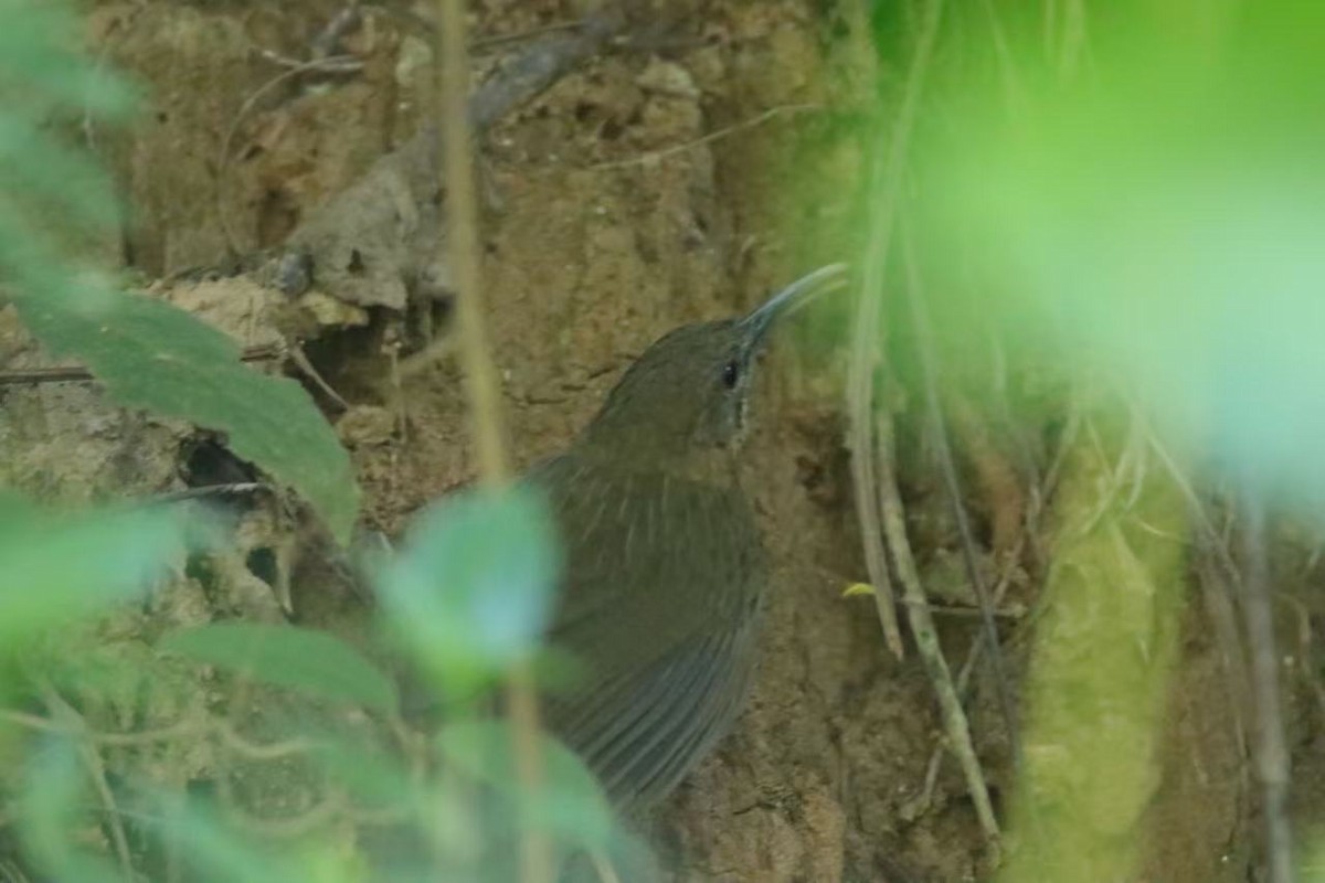 Naung Mung Scimitar-Babbler - ML625391357