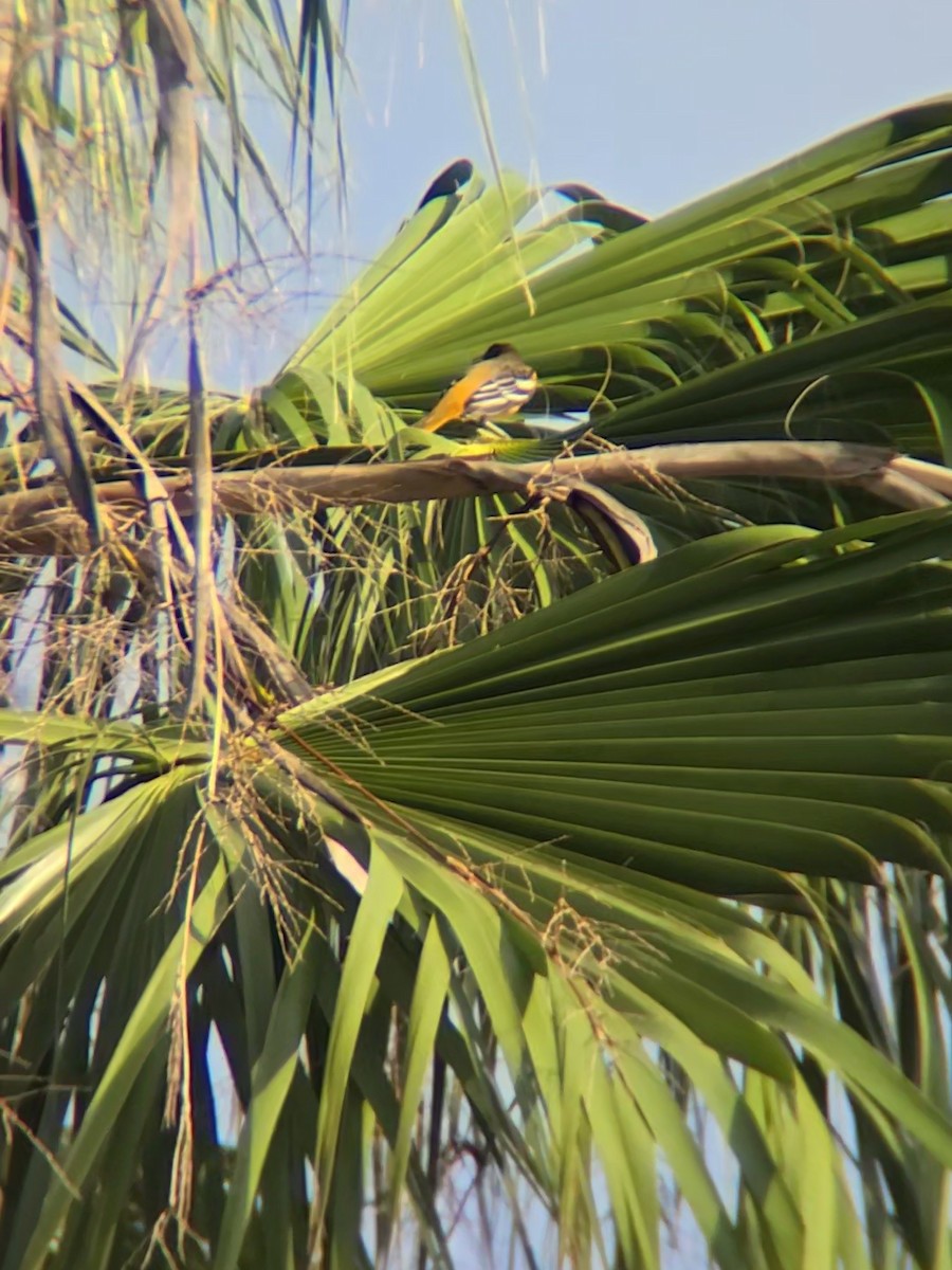 Baltimore Oriole - ML625391362