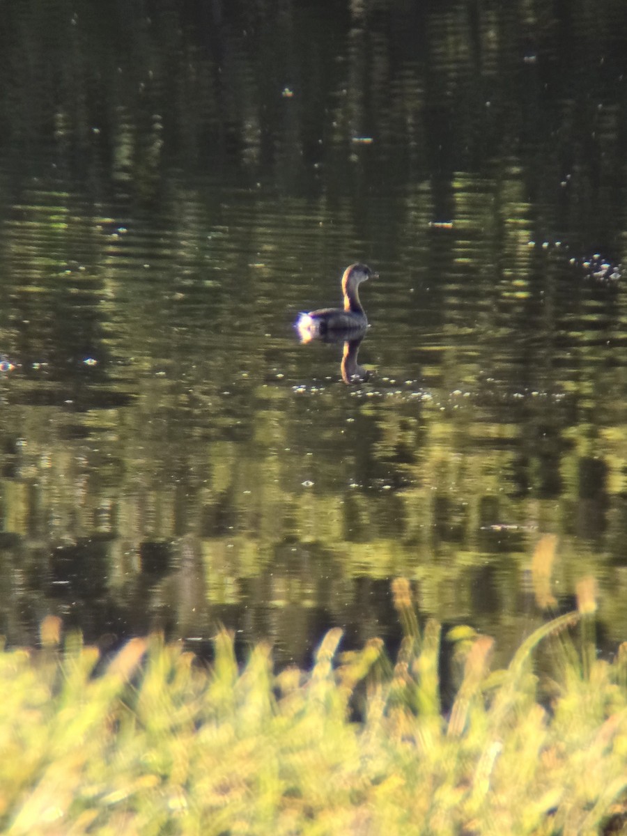 Pied-billed Grebe - ML625391370