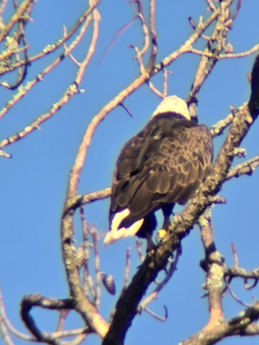 Bald Eagle - ML625391392