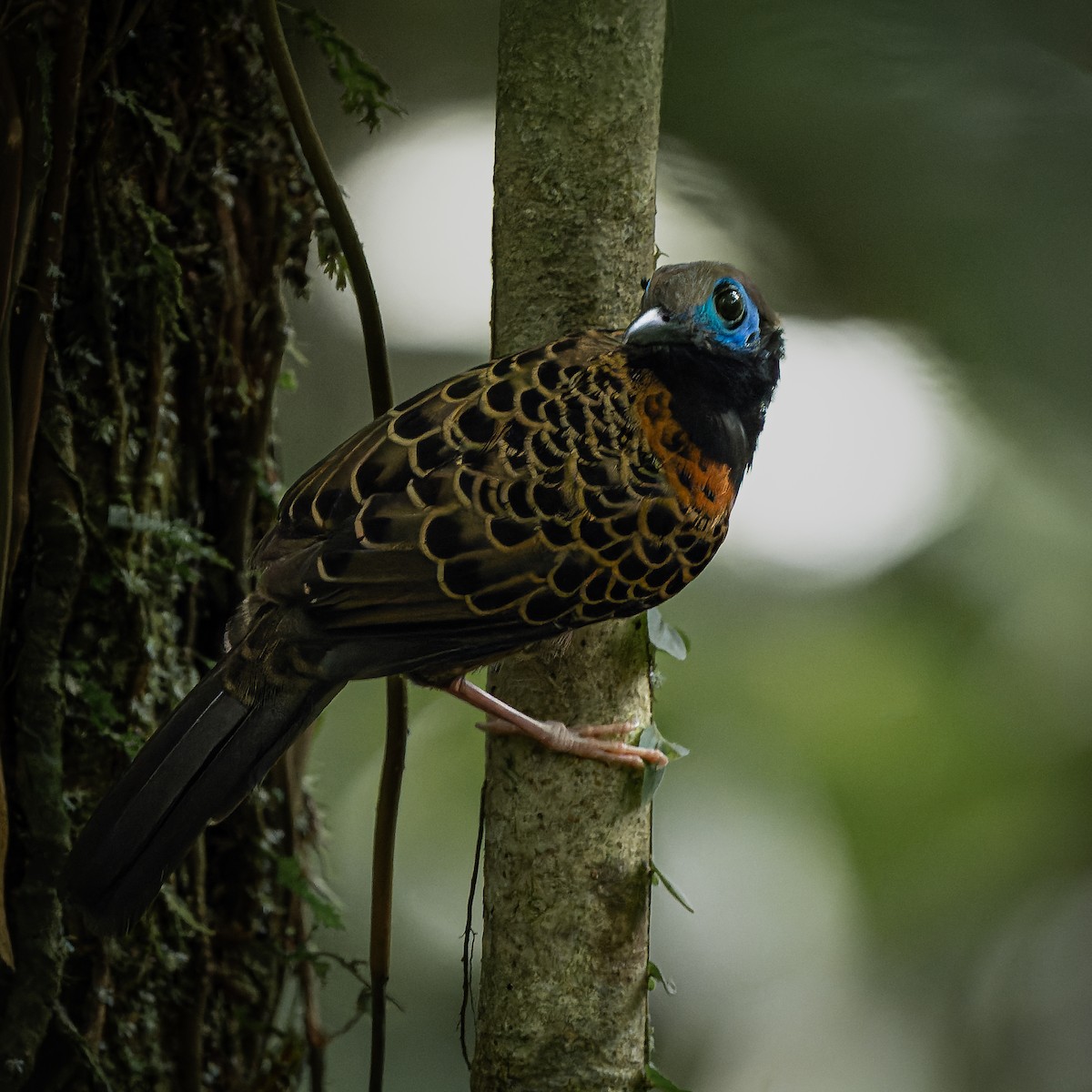 Ocellated Antbird - ML625391410